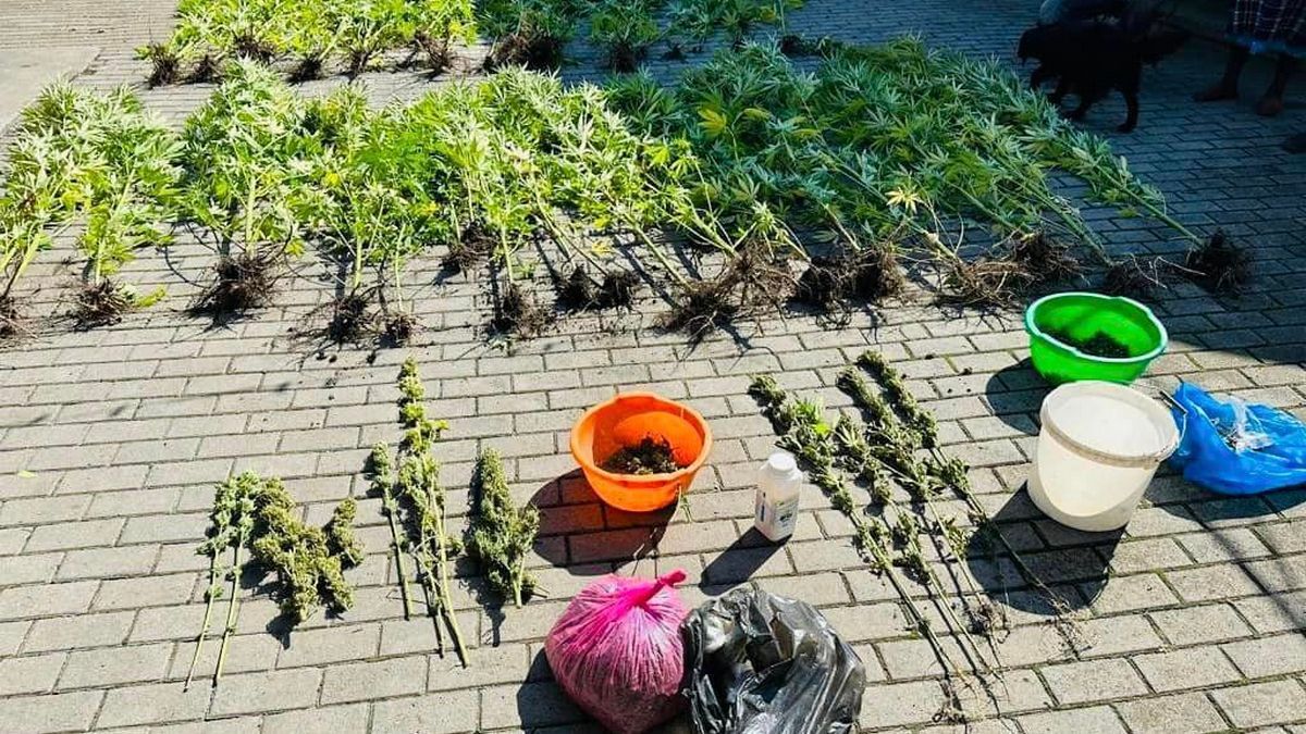 Поліція викрила схему вирощування і збуту канабісу на Львівщині та Прикарпатті 1