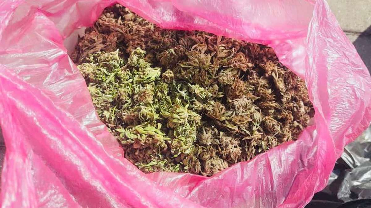 Поліція викрила схему вирощування і збуту канабісу на Львівщині та Прикарпатті 2