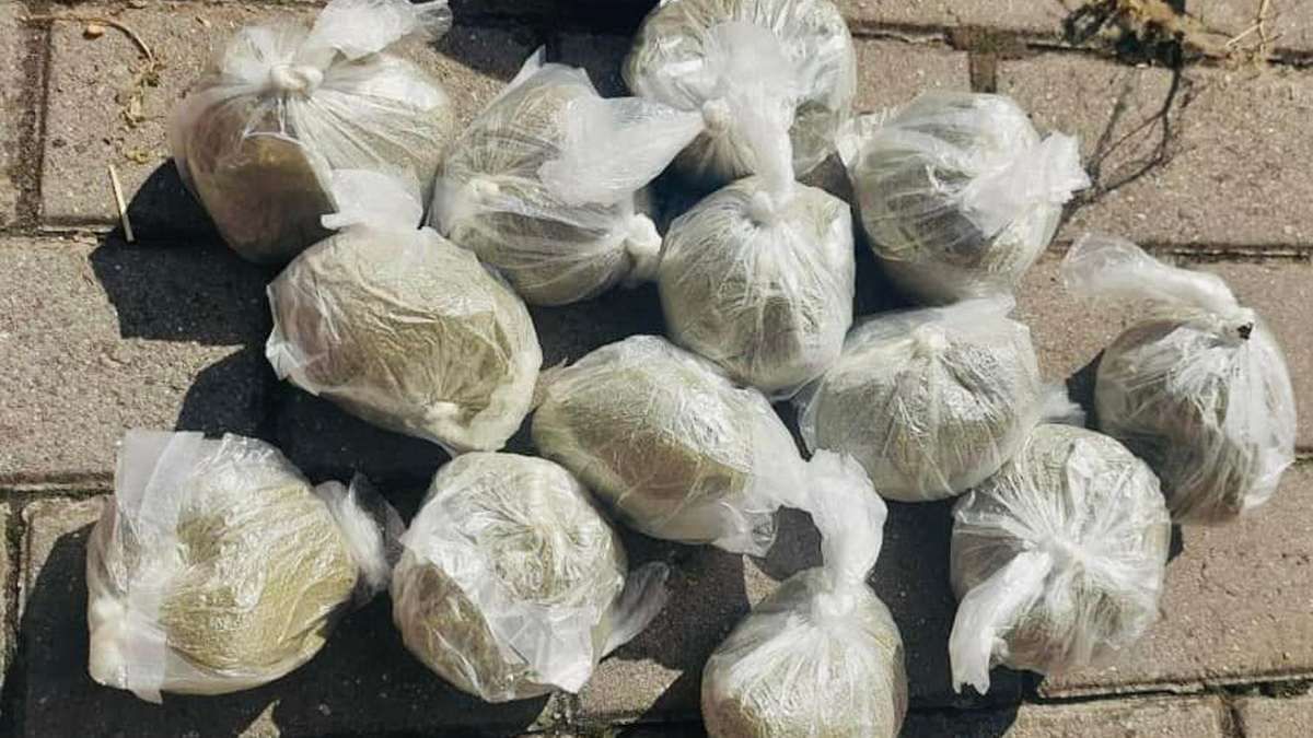 Поліція викрила схему вирощування і збуту канабісу на Львівщині та Прикарпатті 6