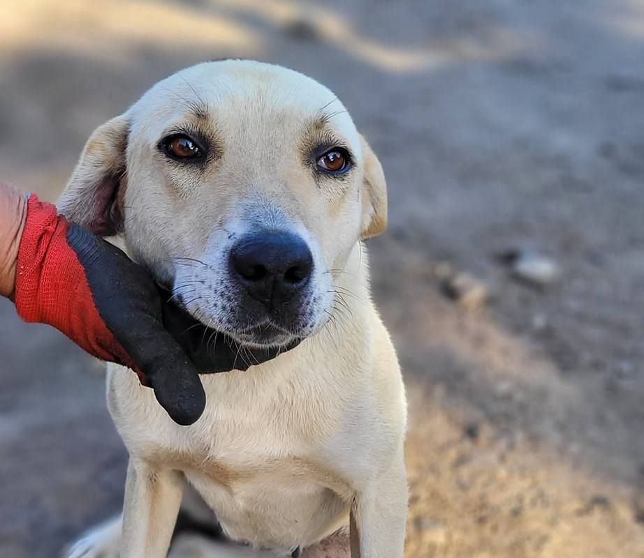 Пухнастики шукають нових друзів та люблячих господарів 4