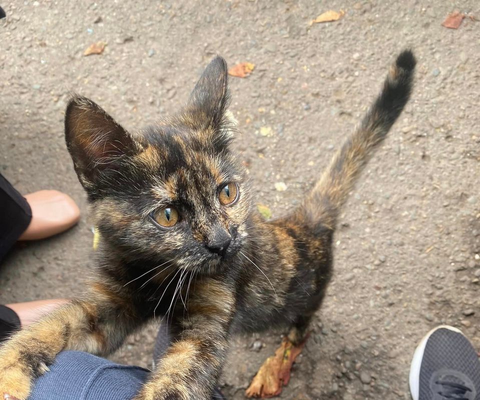 Пухнастики шукають нових друзів та люблячих господарів 7