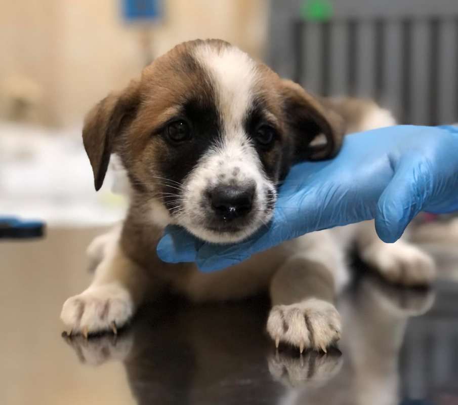 Пухнастики шукають нових друзів та люблячих господарів 6