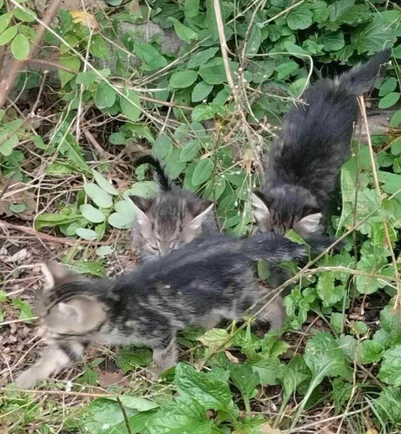 Пухнастики шукають нових друзів та люблячих господарів 5