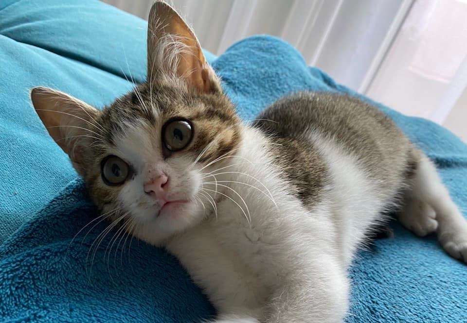 Пухнастики шукають нових друзів та люблячих господарів 1