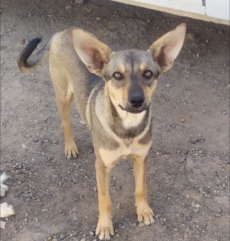 Чотирилапі в пошуках домівки: знайдіть свого нового друга 4