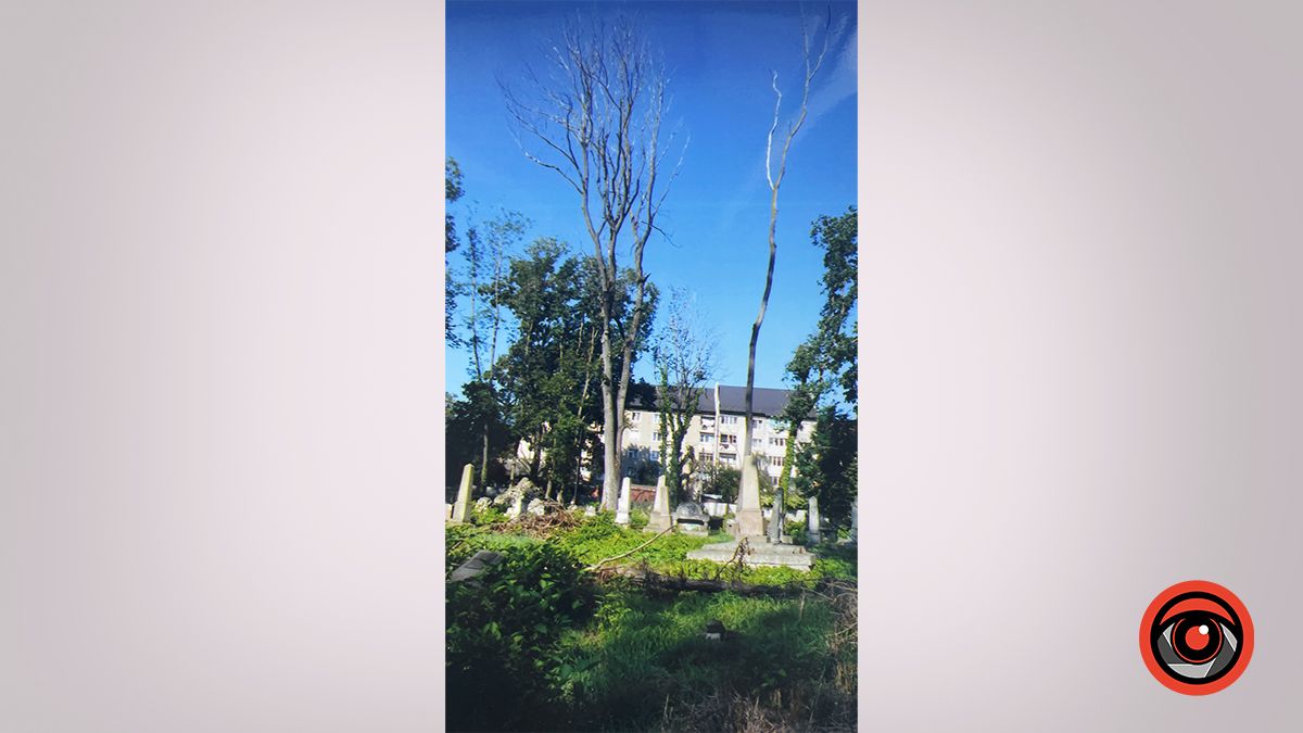 Сухостійна, аварійно небезпечна береза у дворі міської бібліотеки на бульварі Лесі Українки. Стоїть понад 3 роки