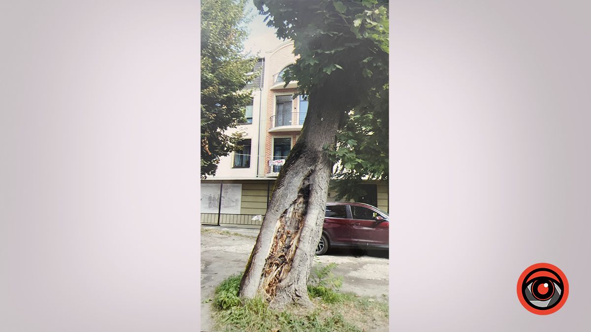 Аварійно небезпечне дерева клена-явора, стовбурна гниль якого більше 50%. Вул. Січових Стрільців, біля банку "Аваль"