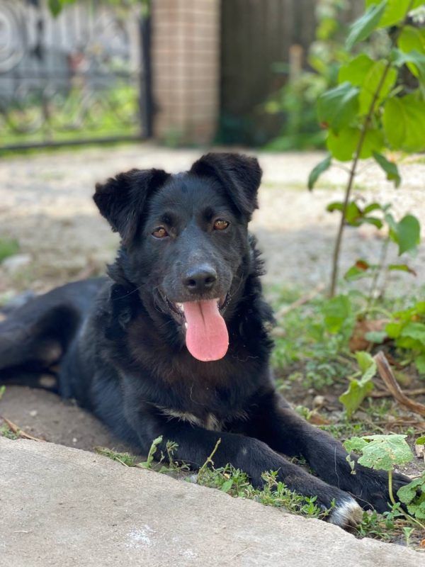 Чотирилапі в пошуках домівки: знайдіть свого нового друга 7