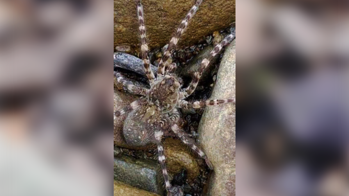 На березі однієї з річок Франківщини помітили тарантула 1