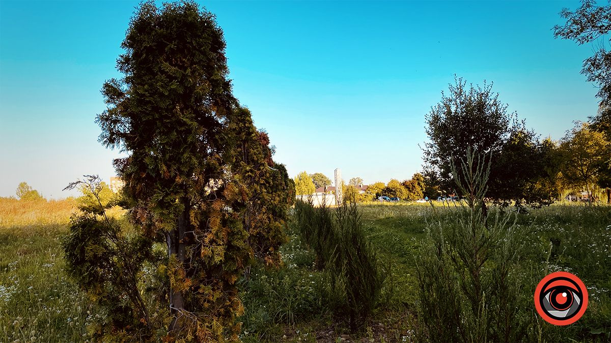 Пересаджені від Писанки туї жовкнуть, перед ними посадили ряд нових 2