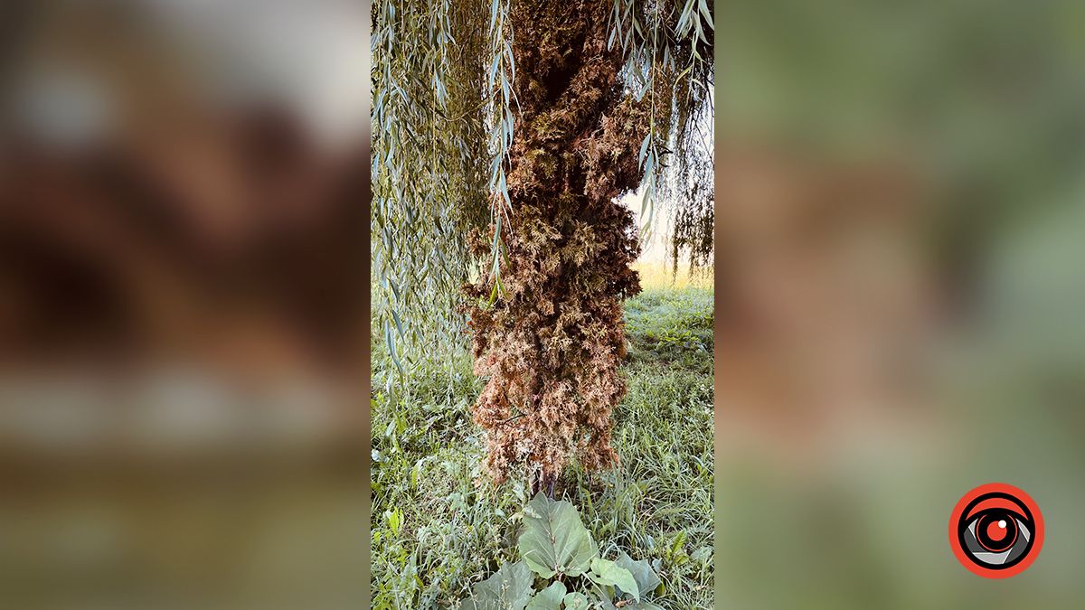 Пересаджені від Писанки туї жовкнуть, перед ними посадили ряд нових 1