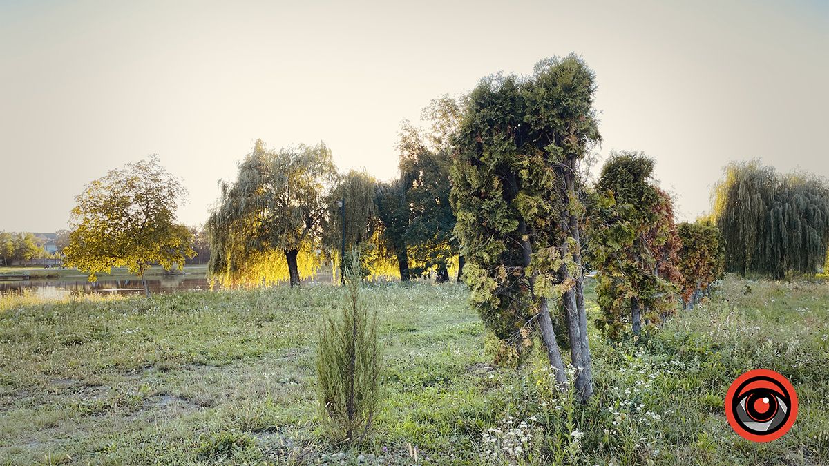 Пересаджені від Писанки туї жовкнуть, перед ними посадили ряд нових 4