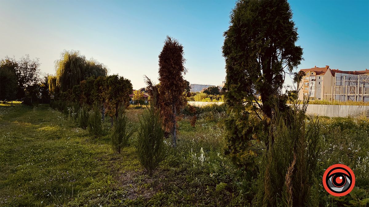 Пересаджені від Писанки туї жовкнуть, перед ними посадили ряд нових 9