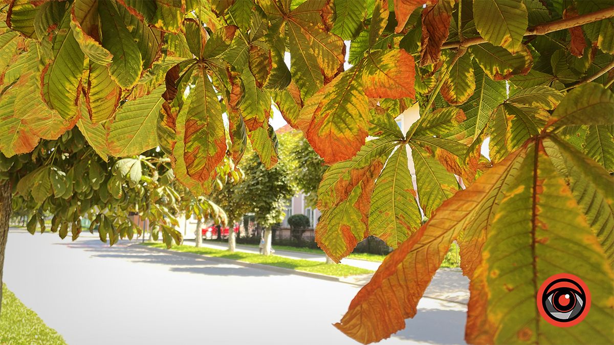 Погода у Коломиї 7 вересня