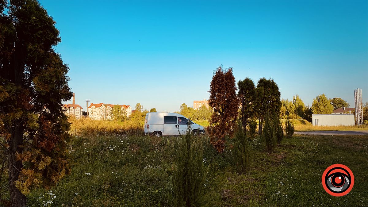 Пересаджені від Писанки туї жовкнуть, перед ними посадили ряд нових 8