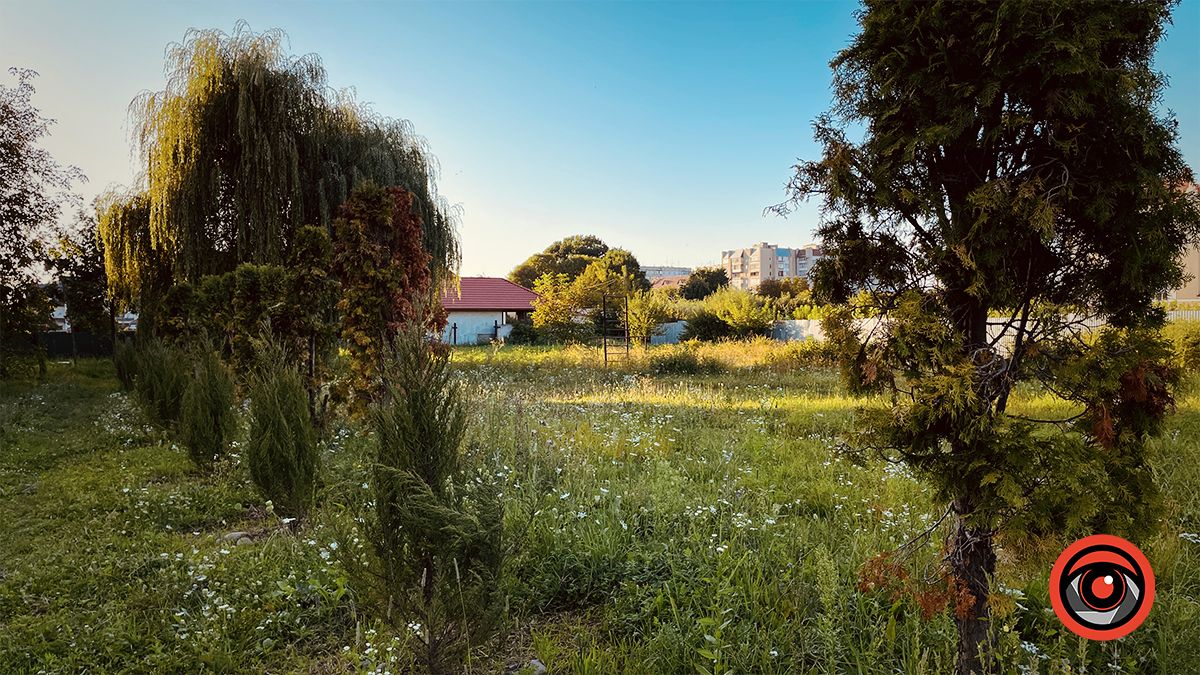 Пересаджені від Писанки туї жовкнуть, перед ними посадили ряд нових 3