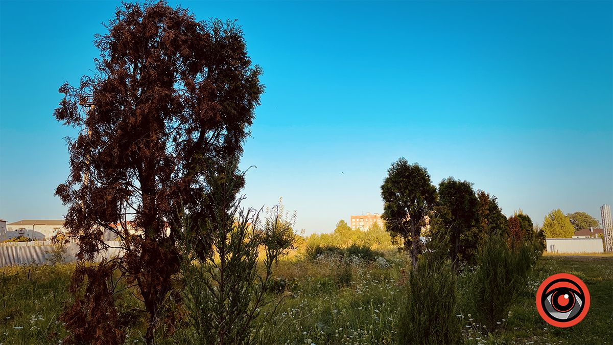 Пересаджені від Писанки туї жовкнуть, перед ними посадили ряд нових 6