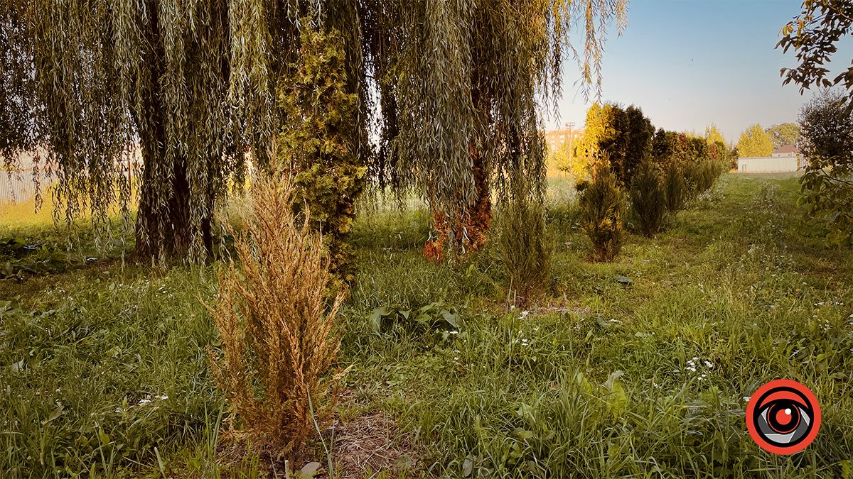 Пересаджені від Писанки туї жовкнуть, перед ними посадили ряд нових 5