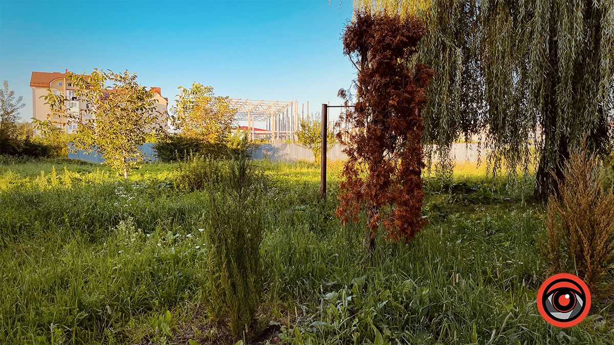 Пересаджені від Писанки туї жовкнуть, перед ними посадили ряд нових 7