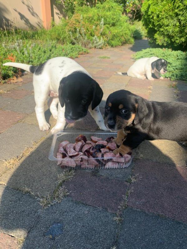 Чотирилапі в пошуках домівки: знайдіть свого нового друга 9