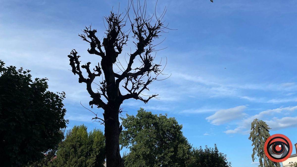 Сухостійний клен на площі Відродження біля пам'ятника Шевченку стоїть так більше року