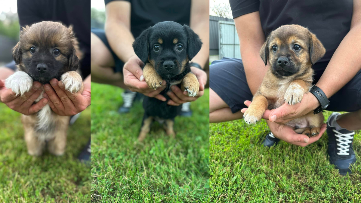 Коломия: чотирилапі хочуть стати домашніми улюбленцями 1