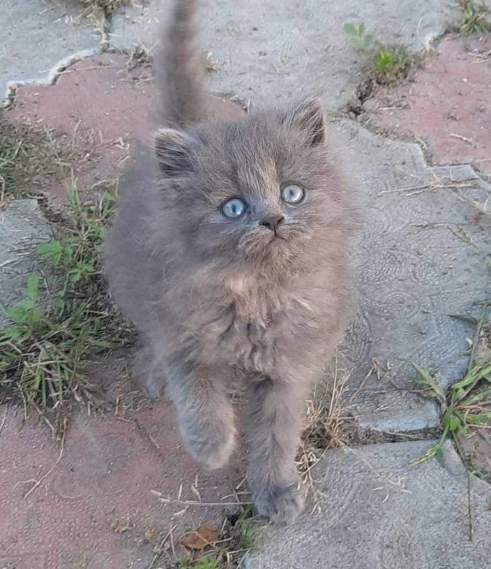 Чотирилапі в пошуках домівки: знайдіть свого нового друга 1