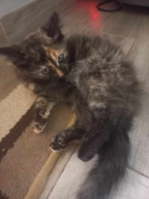 Чотирилапі в пошуках домівки: знайдіть свого нового друга 5