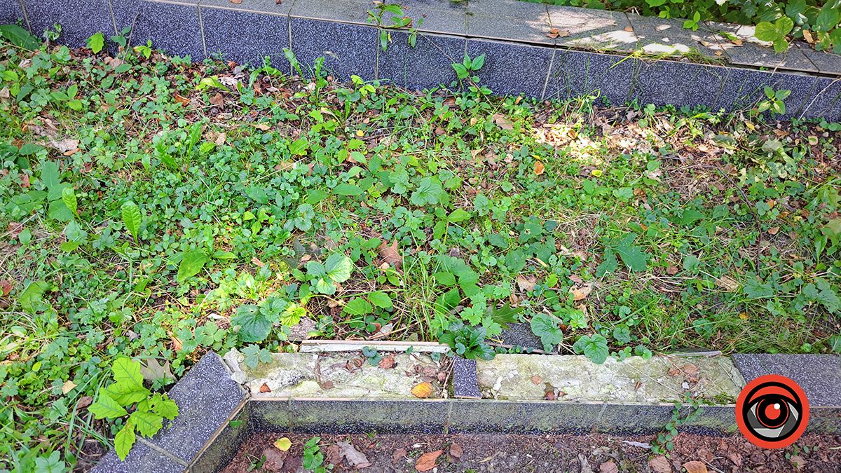 Занедбано й забуто: меморіал десяткам тисяч жертвам Голокосту в Коломиї у жахливому стані 10