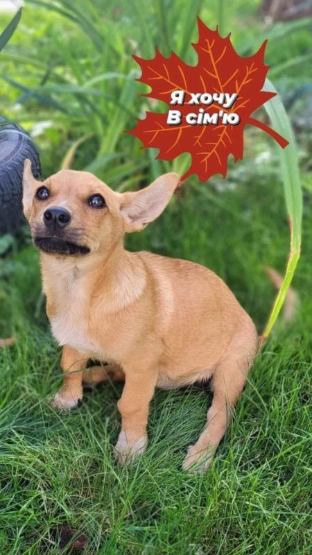 Чотирилапі в пошуках домівки: знайдіть свого нового друга 8