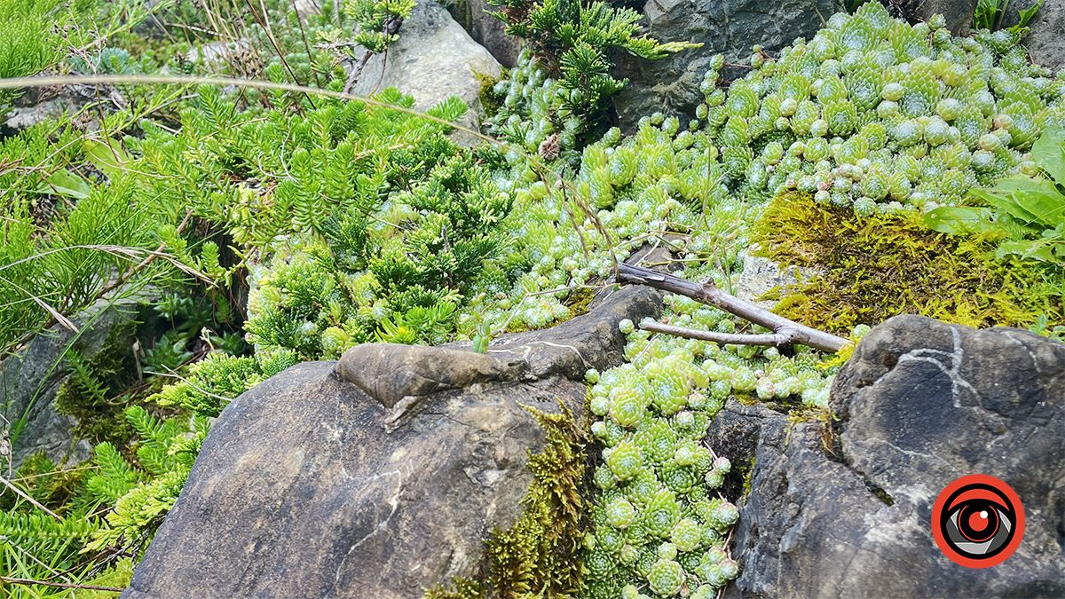 Яремчанський дрібносвіт: фотоподорож у карпатську країну мініатюр 20