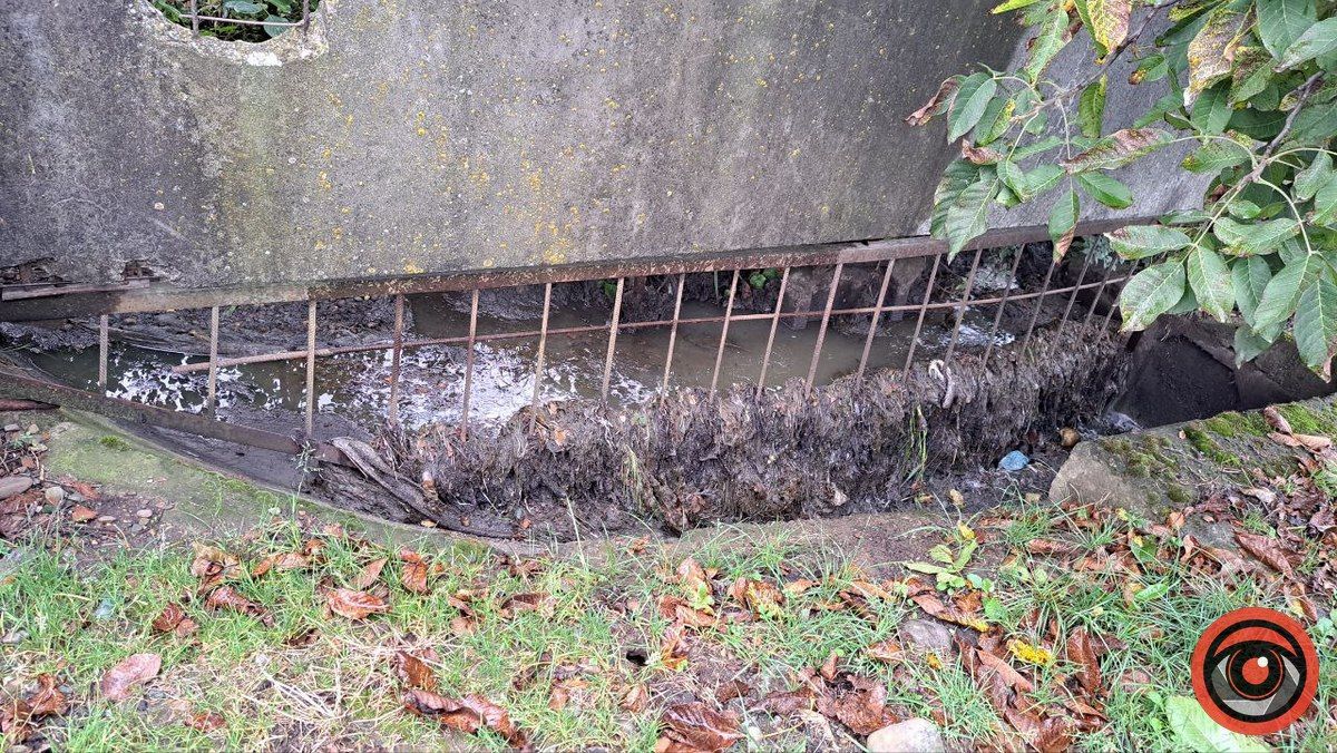 Мор риби у Підгайчиках: у став стікають чорні води 4