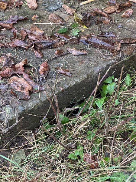 Порятунок цуценяти: у Снятині небайдужі викликали рятувальників, щоб витягнути собачку 1