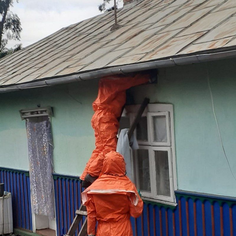 На Городенківщині шершні оселилися в будинку: господарі викликали ДСНС 2
