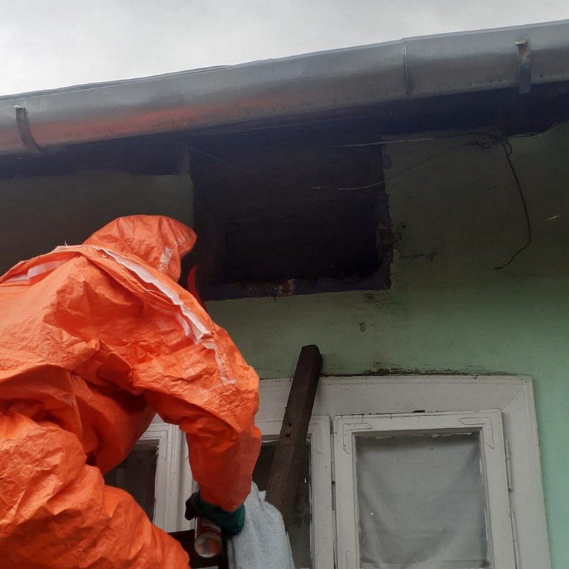 На Городенківщині шершні оселилися в будинку: господарі викликали ДСНС 1