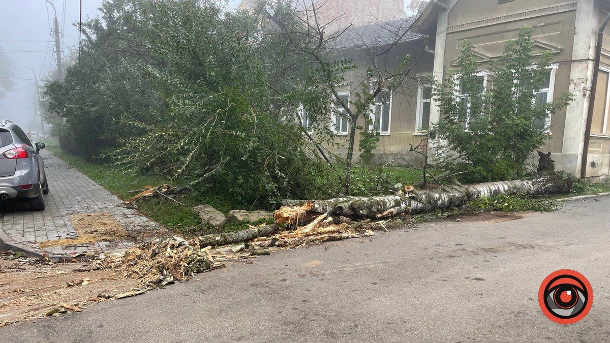 На розі вулиць Франка-Шопена впало дерево 1