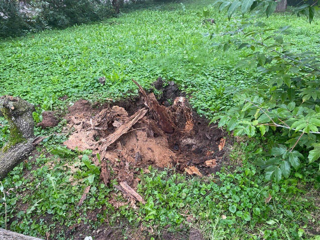 На розі вулиць Франка-Шопена впало дерево 3