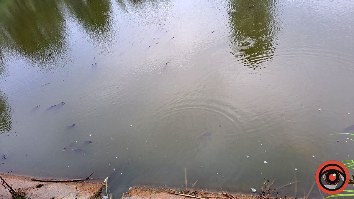 Мор риби у Підгайчиках: у став стікають чорні води 1