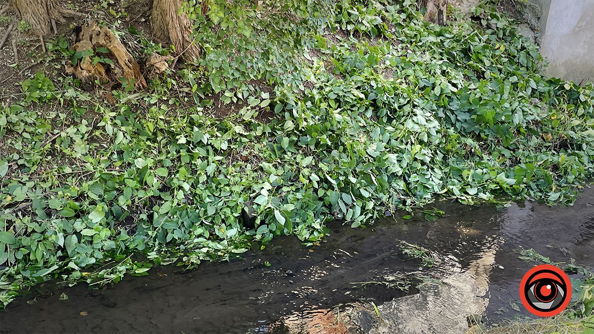 На вулиці Степана Тарабалки комунальники косять береги і чистять русло Радилівки 4