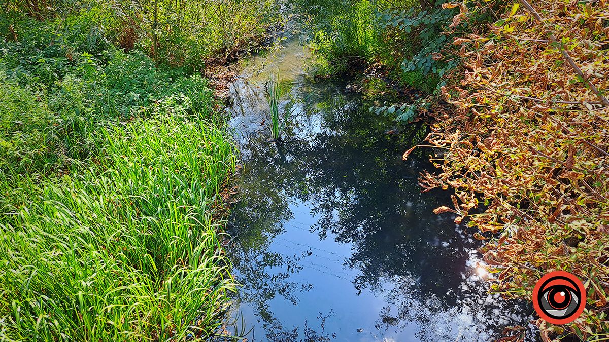 Смердючі води й дохла риба: ситуація у Підгайчиках 4