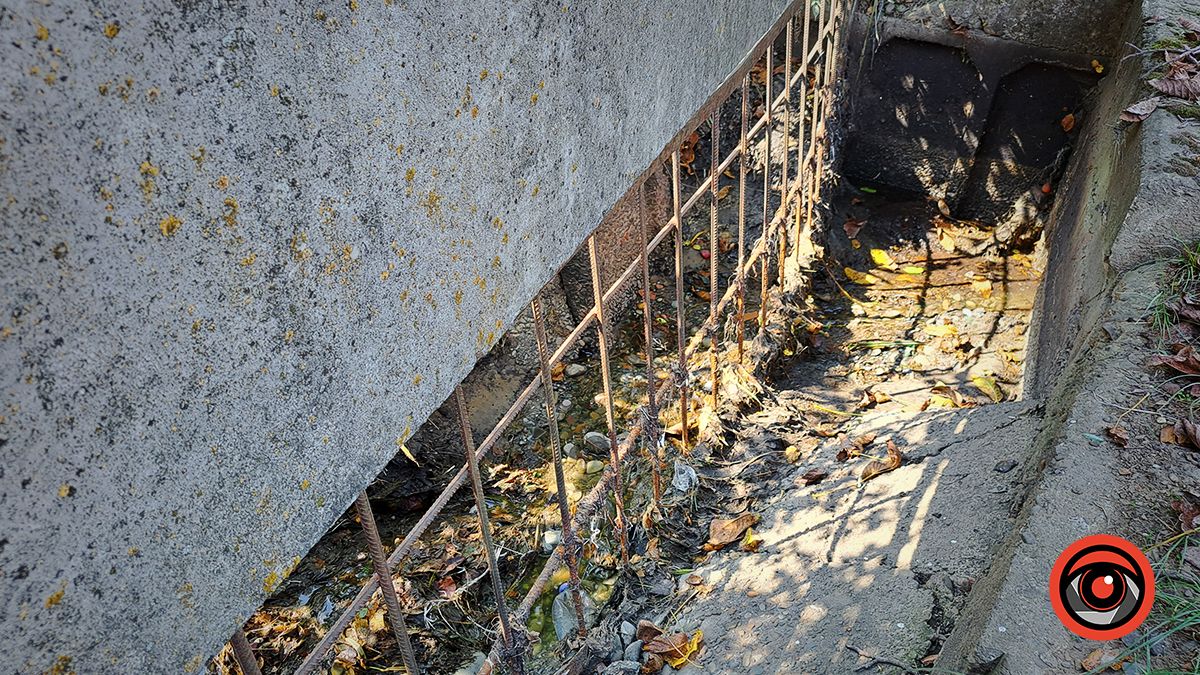 Смердючі води й дохла риба: ситуація у Підгайчиках 6