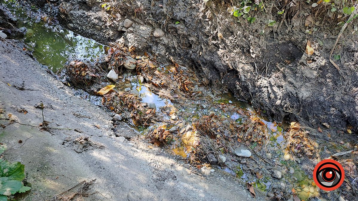 Смердючі води й дохла риба: ситуація у Підгайчиках 7