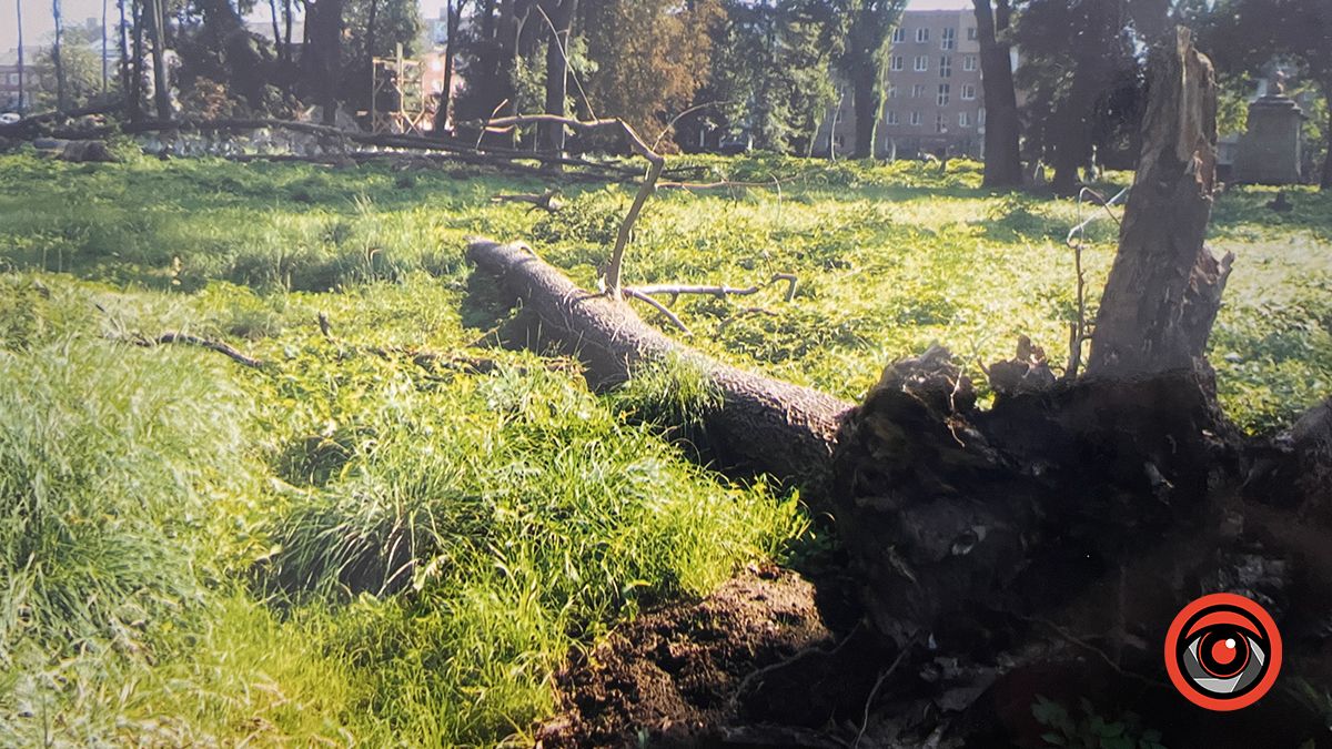 Здорові дерева зрізали, сухі - лишили: аналіз озеленення в Коломиї 9