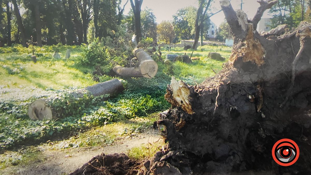 Вітровальні дерева на польському кладовищі по вул. Мазепи. Стоять від початку літа