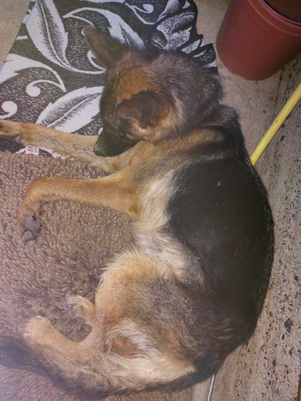 Чотирилапі в пошуках домівки: знайдіть свого нового друга 3