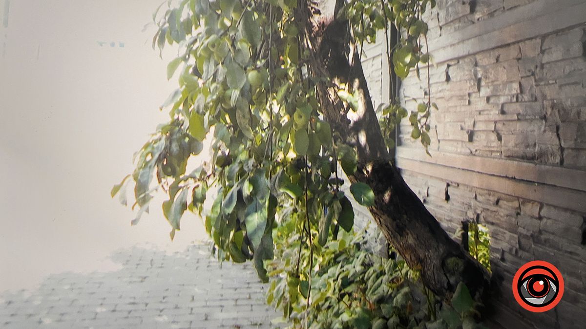 Здорові дерева зрізали, сухі - лишили: аналіз озеленення в Коломиї 2