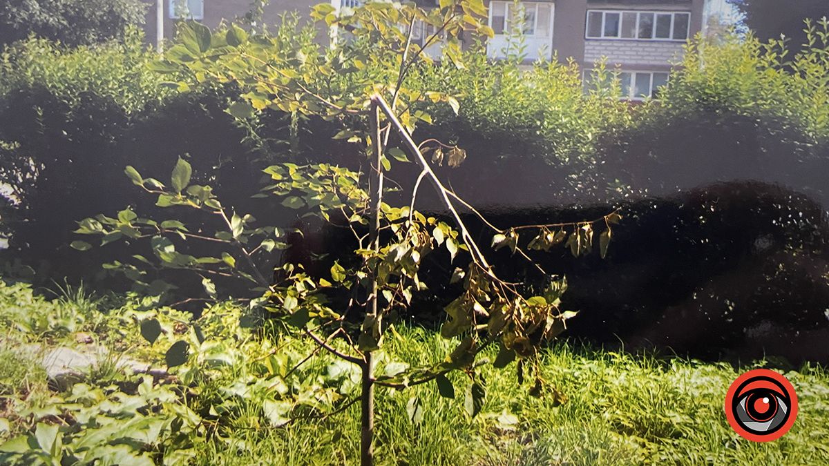 Здорові дерева зрізали, сухі - лишили: аналіз озеленення в Коломиї 3