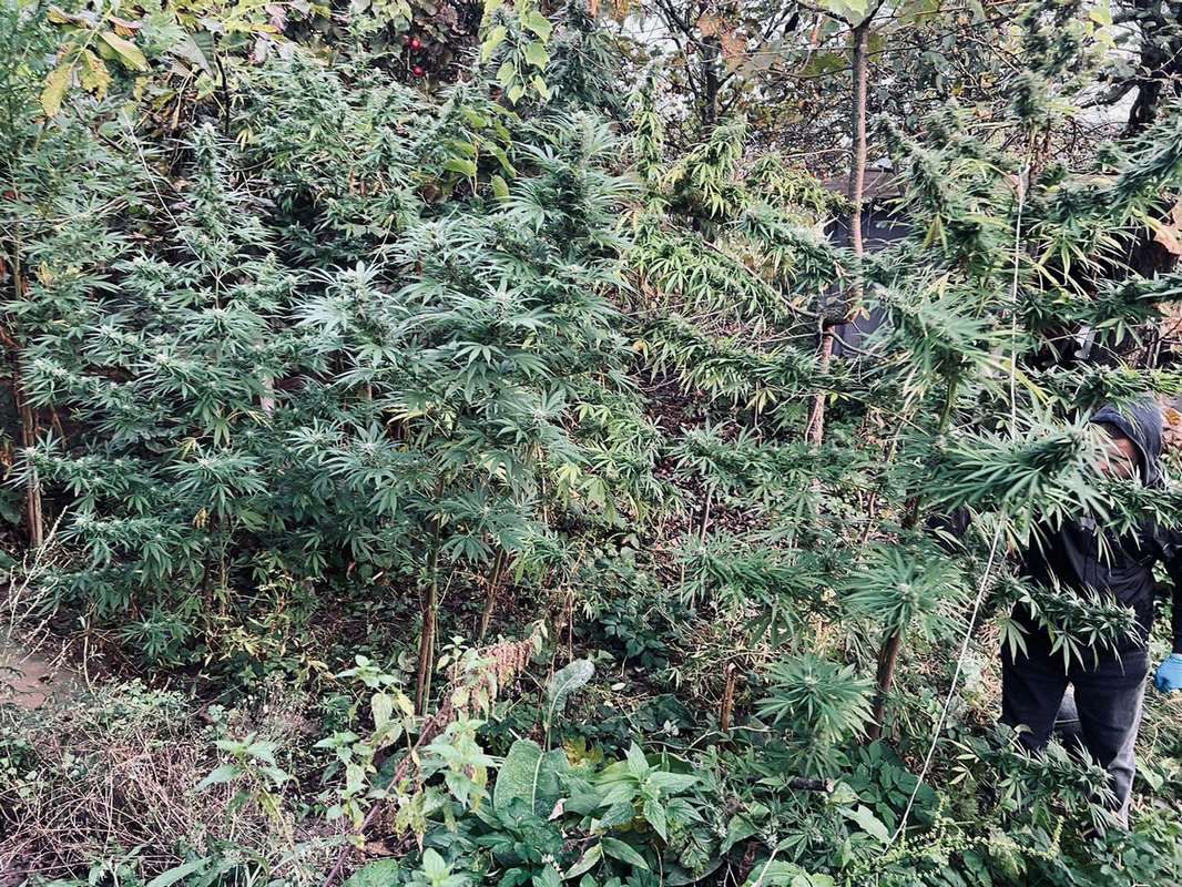 У пенсіонера з Косівщини виявили плантацію конопель та боєприпаси 1