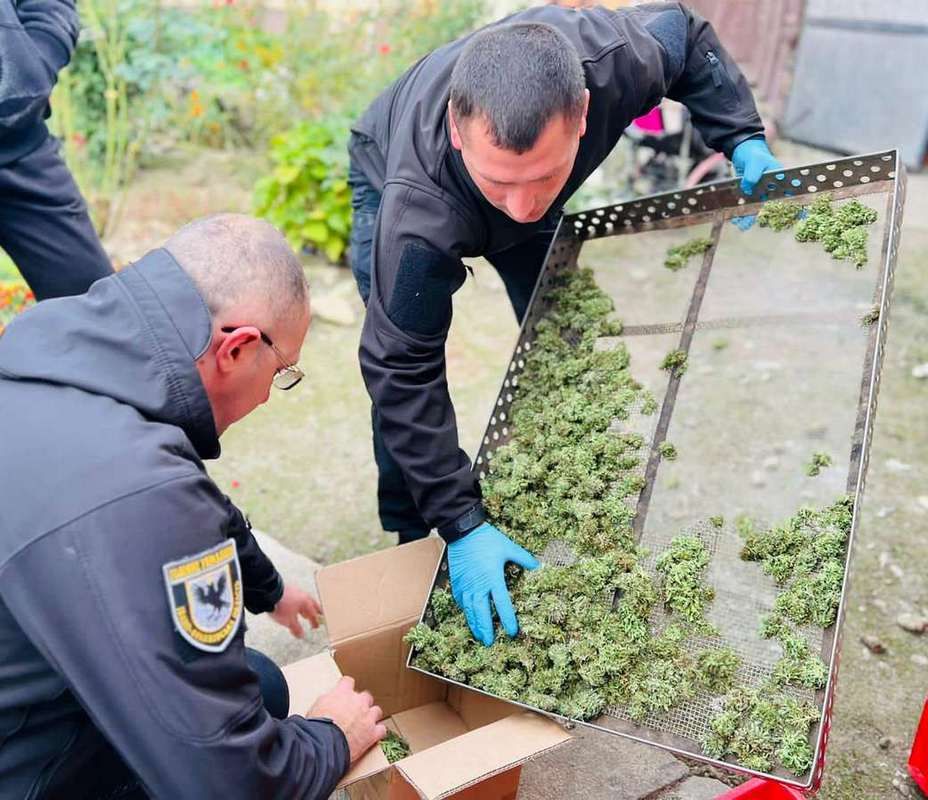 У пенсіонера з Косівщини виявили плантацію конопель та боєприпаси 2