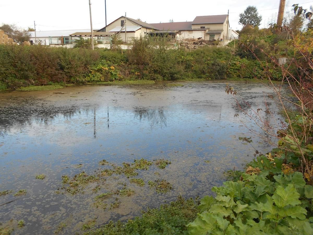 На Коломийщині ковбасники скидають стічні води в Прут 1